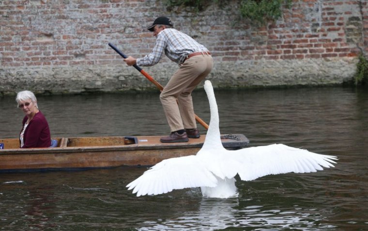 Лебедь смешной