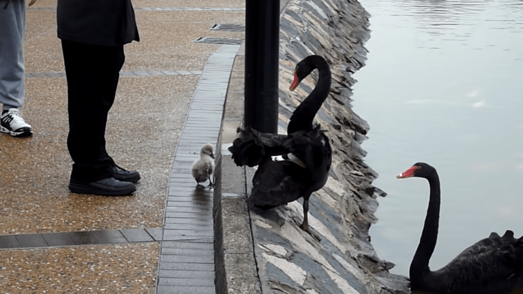 Смешные мемы с лебедем