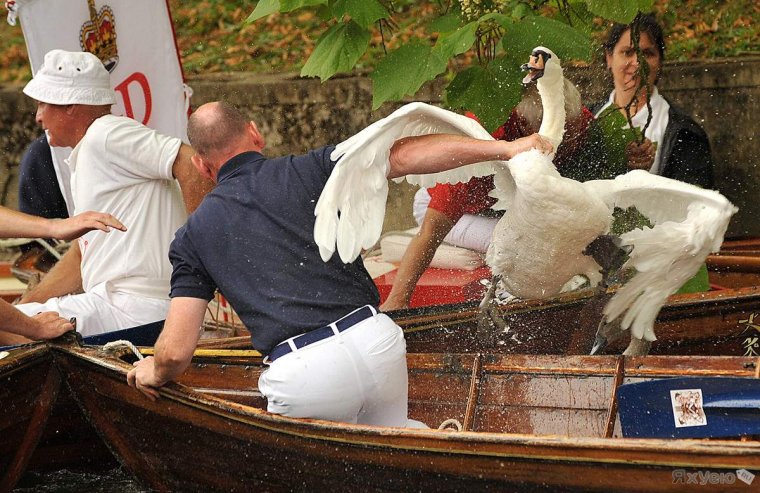 Лебеди смешно