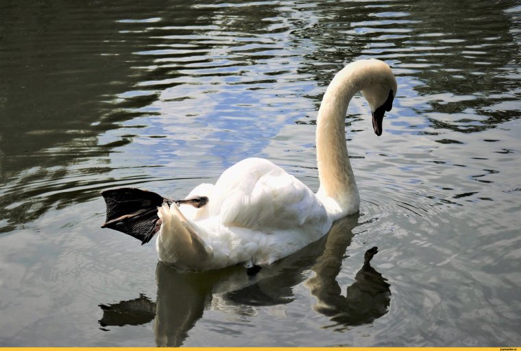 Лебедь прикол