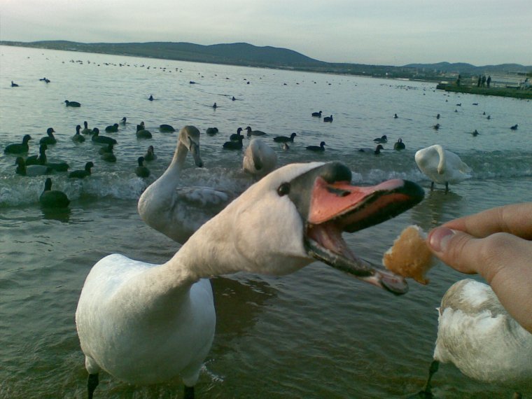 Гусь влез в Кадр