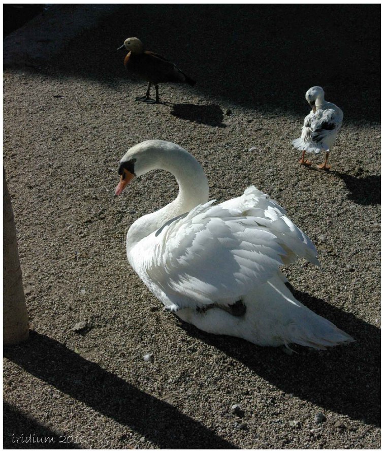 Фото спасение лебедей