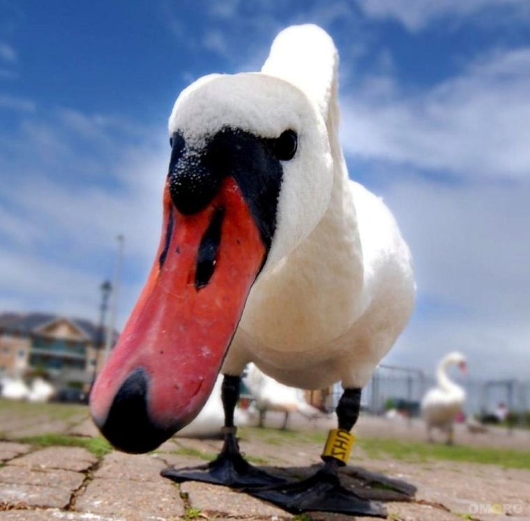 Странный Гусь