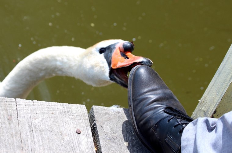 Лебедь с птенцами