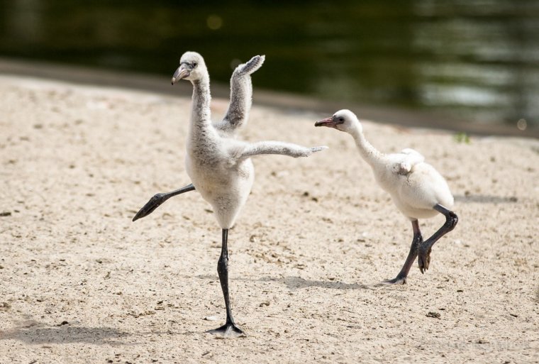 Прикольный лебедь