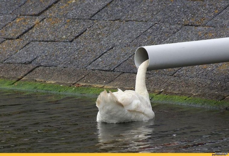 Фото лебедь прикольные
