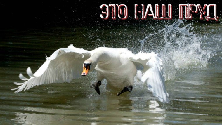 Лебедь в атаке