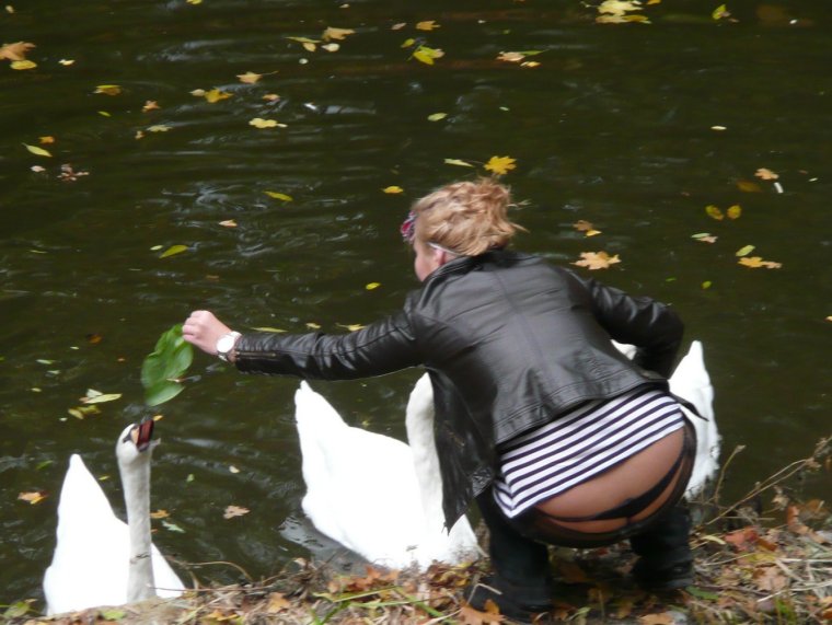 Лебедь против гуся