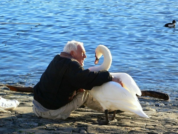 Черный лебедь смешной