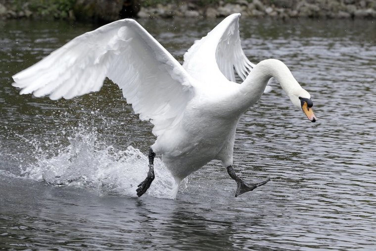 Лебедь смешной