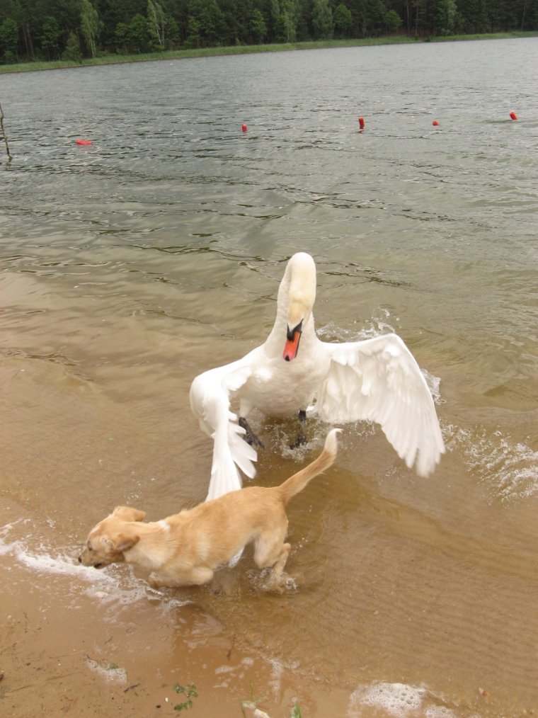 Лебедь смешной