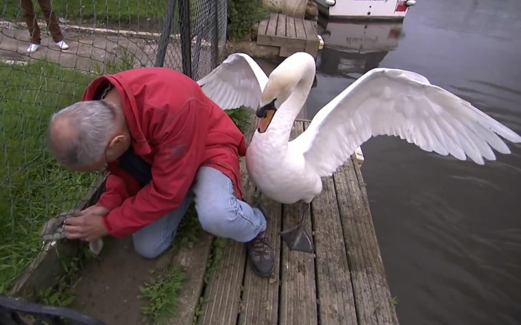 Лебедь падает камнем