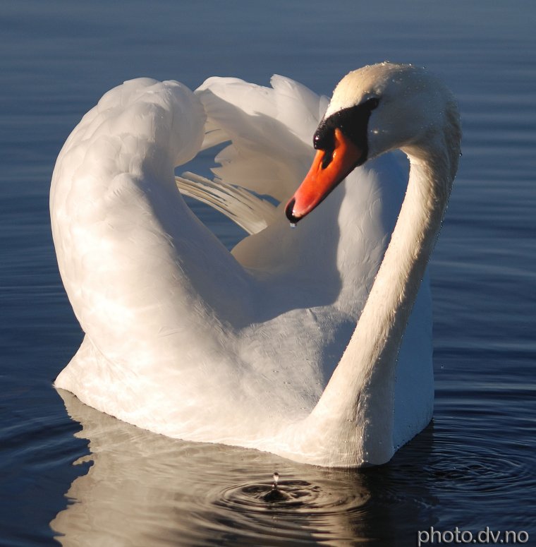 Доброта спасет мир