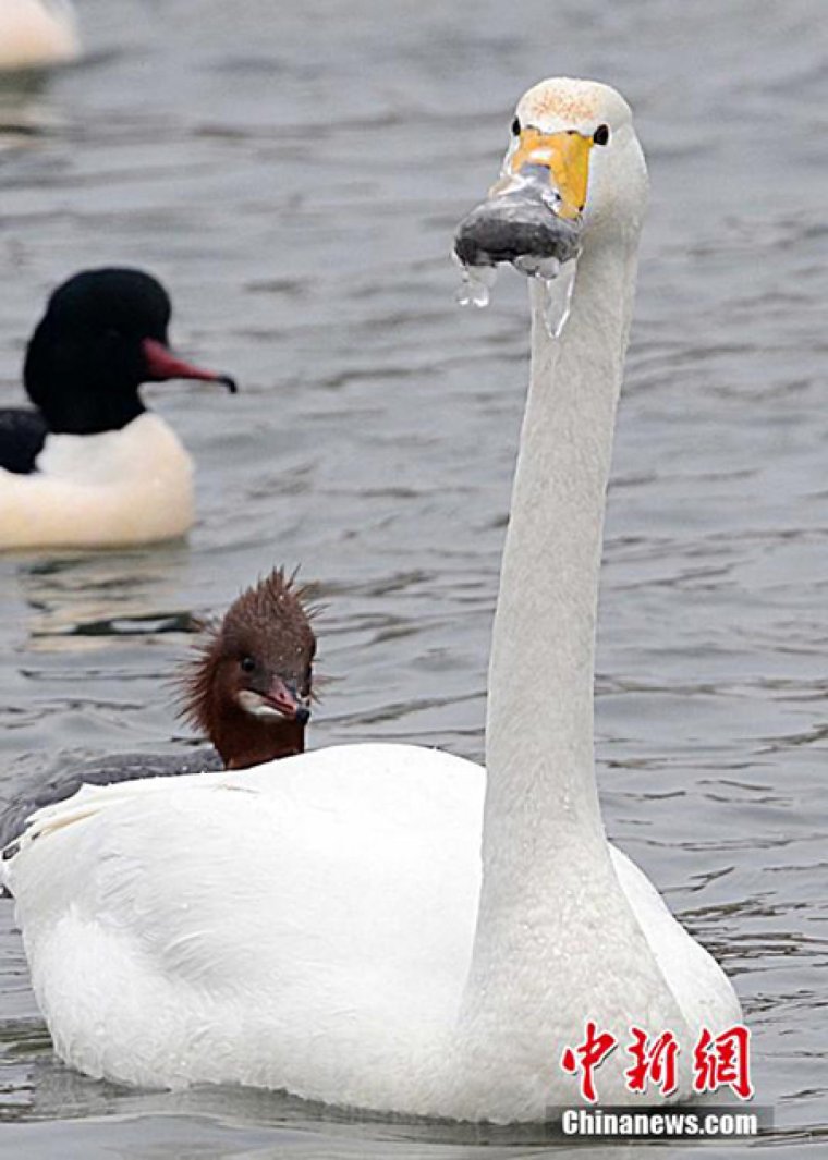 УГАРНЫЙ лебедь