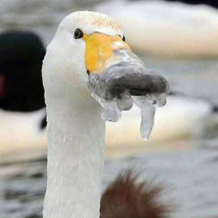 «Танец лебедей»