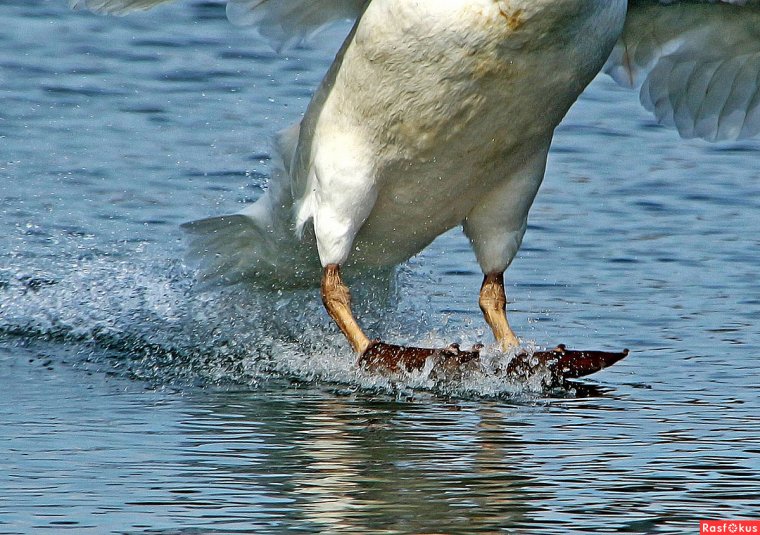 Гусь ныряет