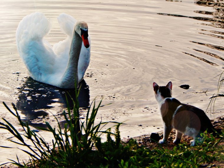 Пьяный лебедь