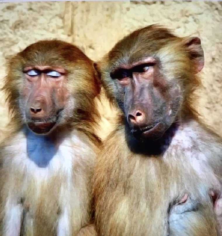 Обезьяна юмор