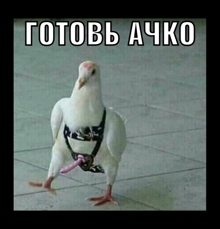 Доминируй властвуй унижай голубь