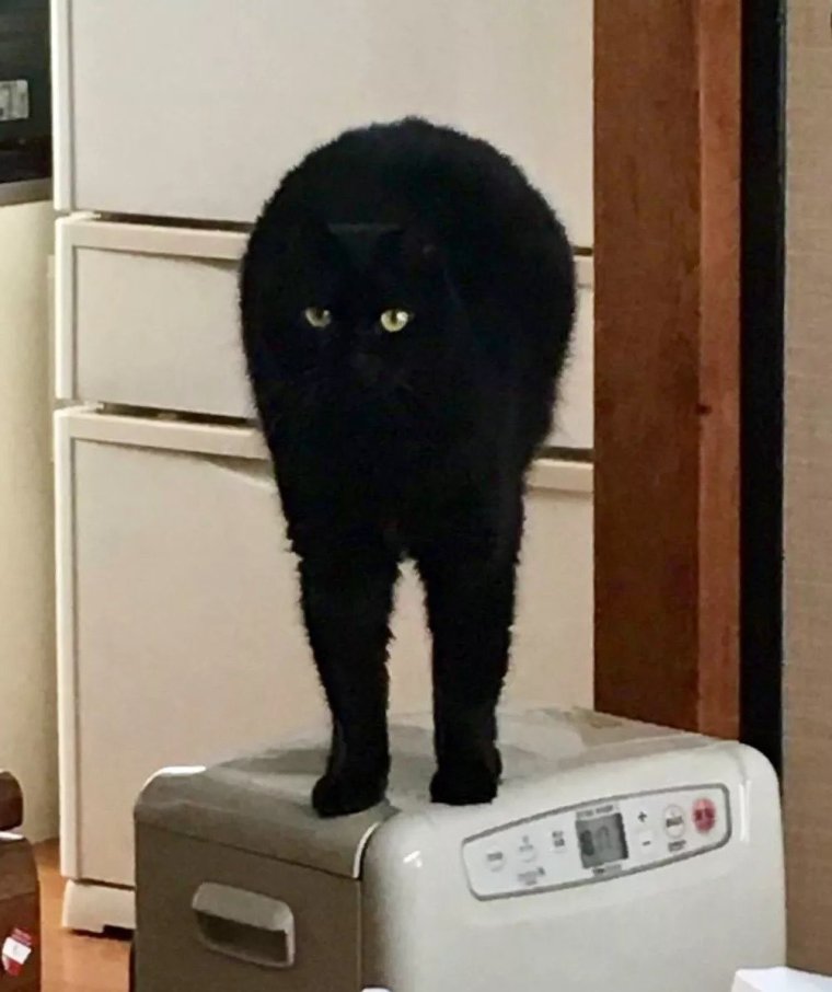 Черный кот Мем