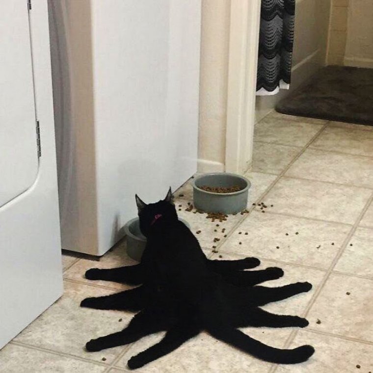 Смешные ситуации с котами