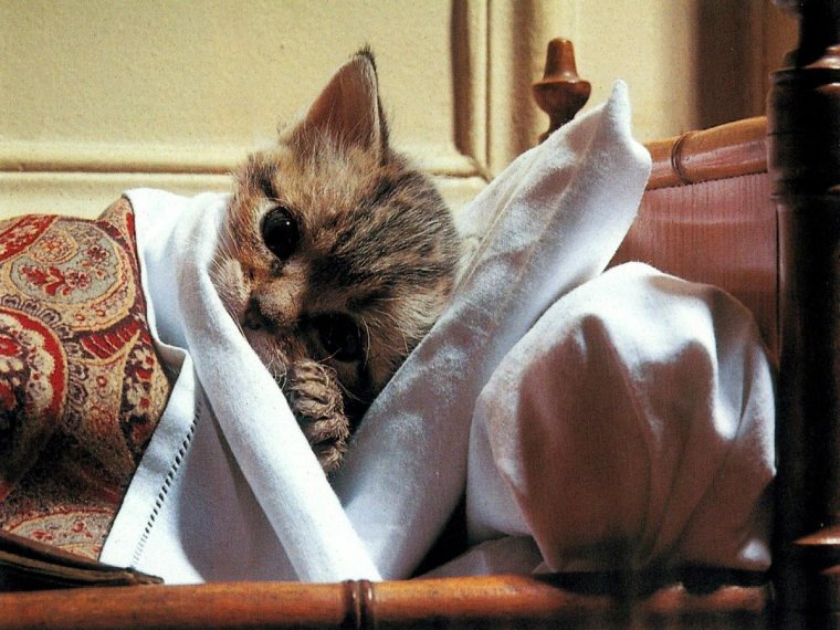 Котик простыл