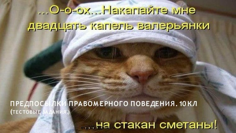 Котик с больной головой