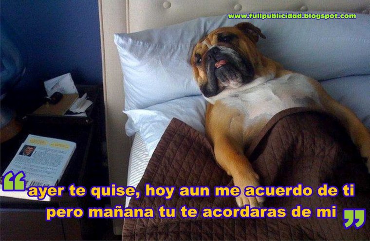 Собака спит в кровати