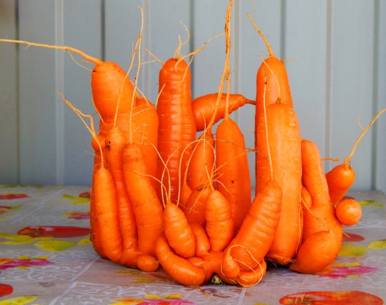 Морковка Живая