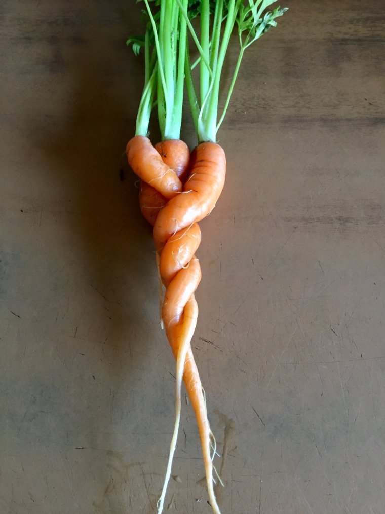 Морковь необычной формы