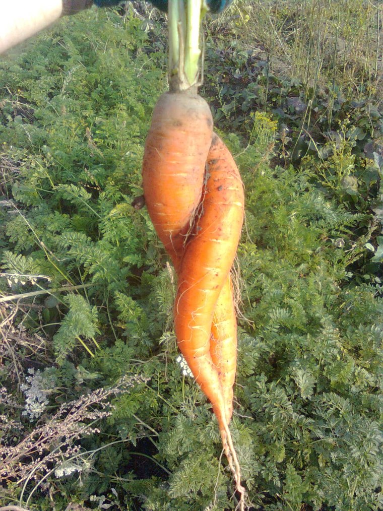 Необычная морковь