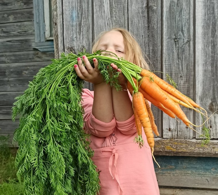 Ботва. Моркови. Ботва