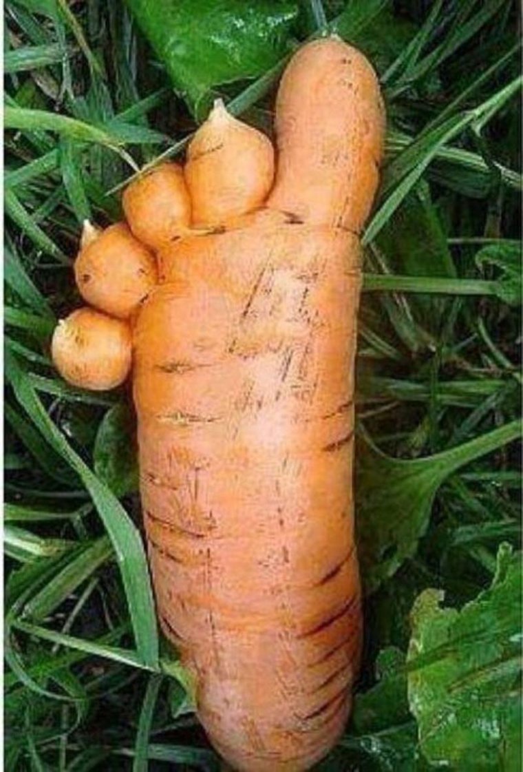 Необычная морковь