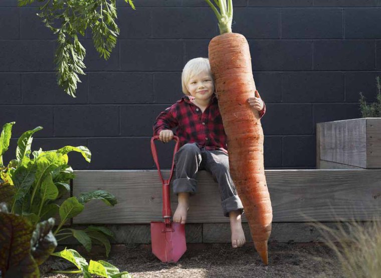 Огромная морковь