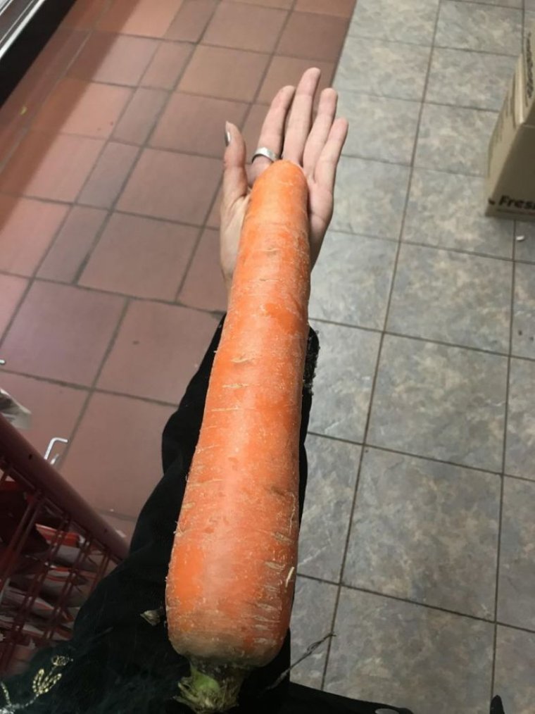 Гигантская морковь