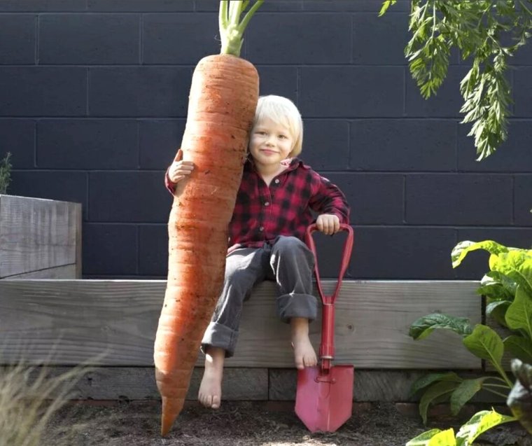 Морковь гигант