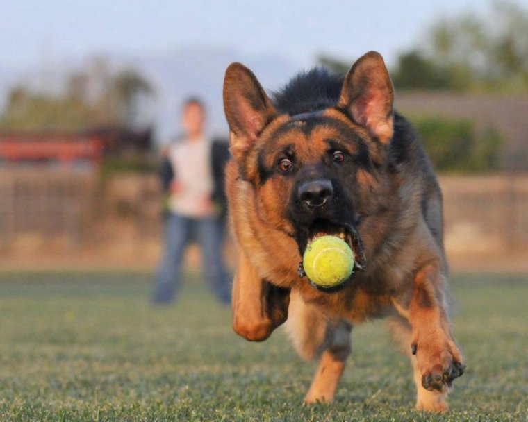 Немецкая овчарка чемпион мира 2019