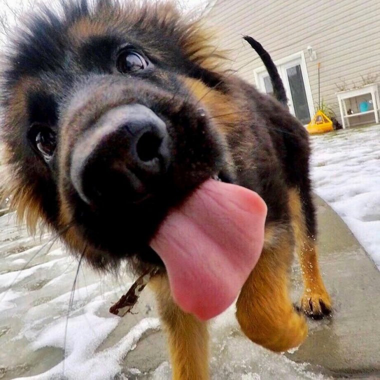 Смешная овчарка