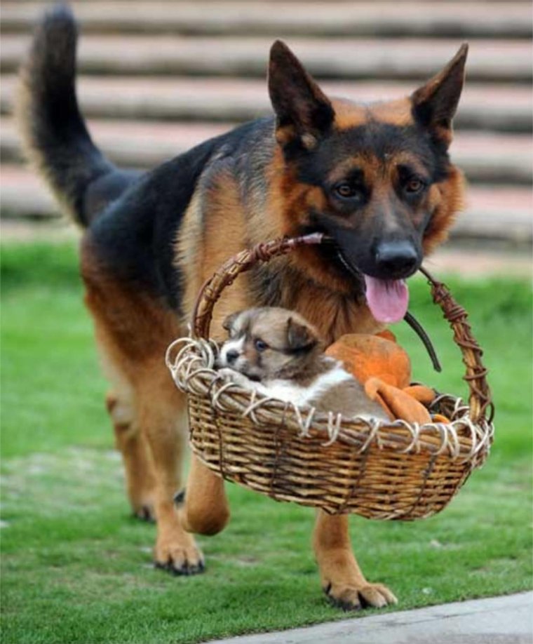 Смешные немецкие овчарки