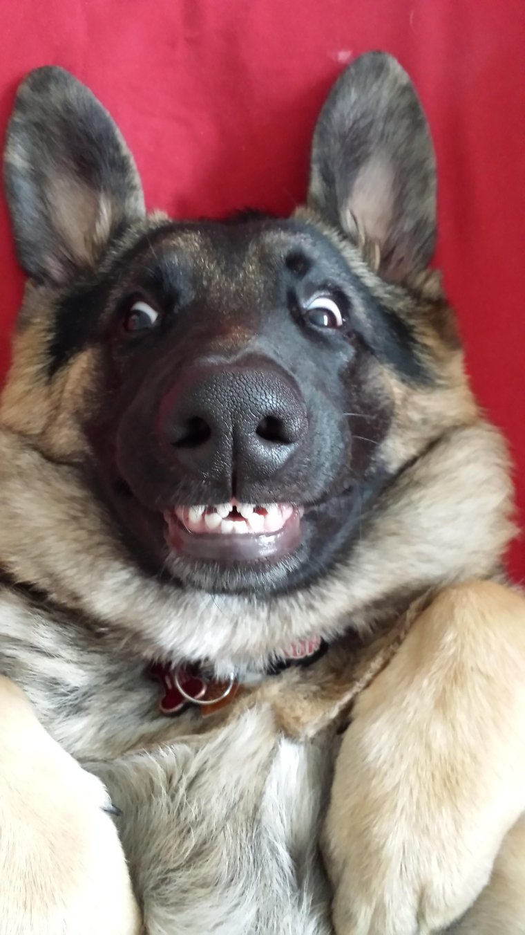 Немецкая овчарка улыбается
