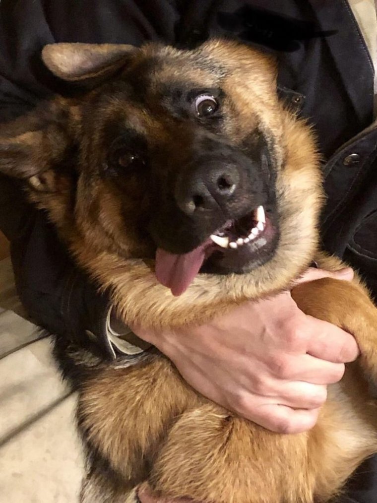 Овчарка улыбается