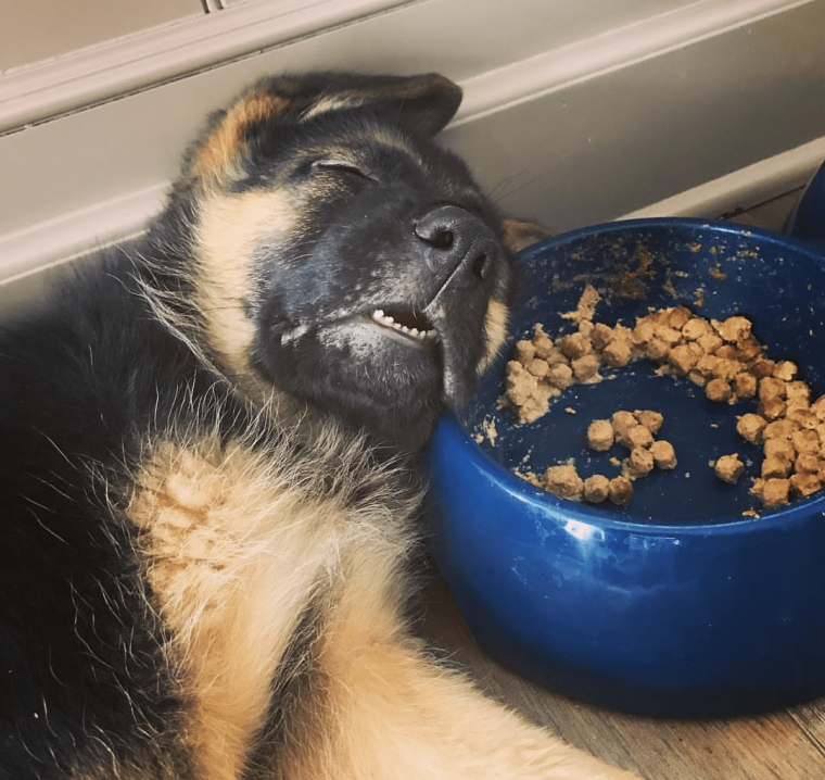 Собака объелась