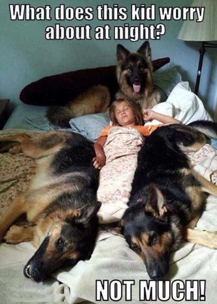 Немецкая овчарка нянька