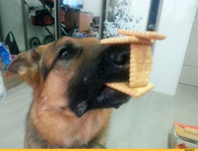 Упоротая немецкая овчарка