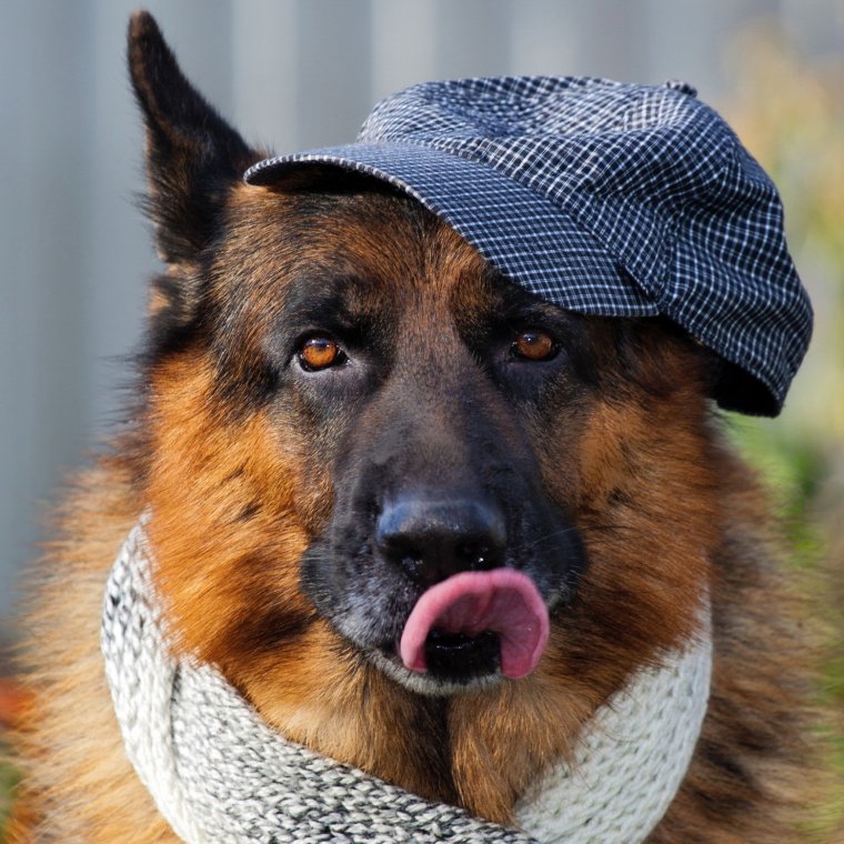 Прикольные овчарки