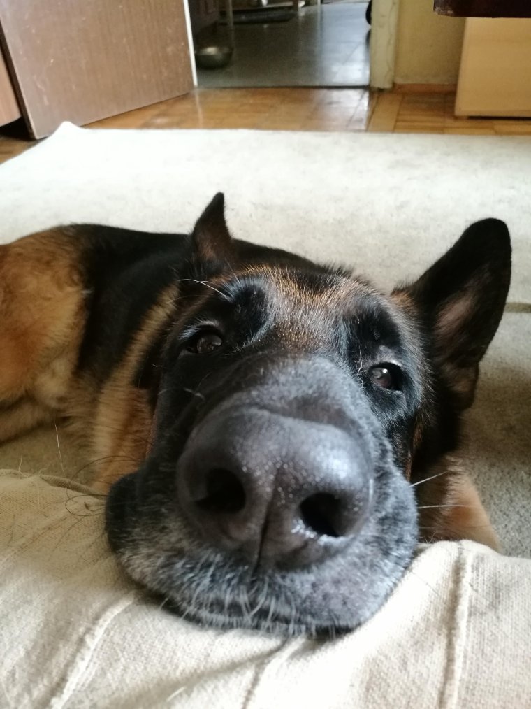 Прикольные немецкие овчарки