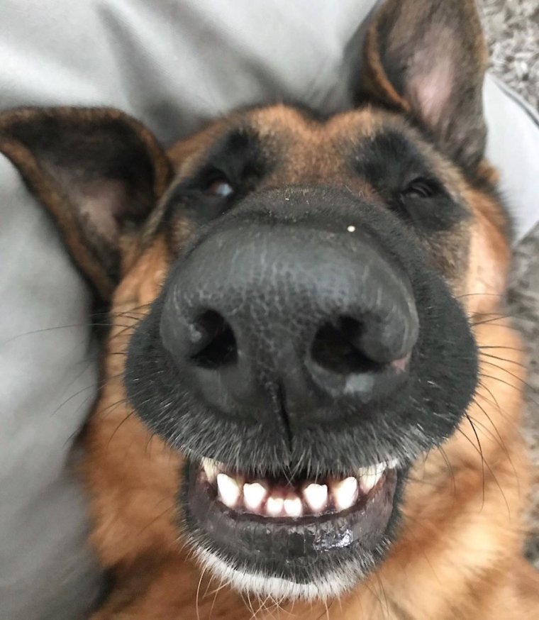 Овчарка улыбается