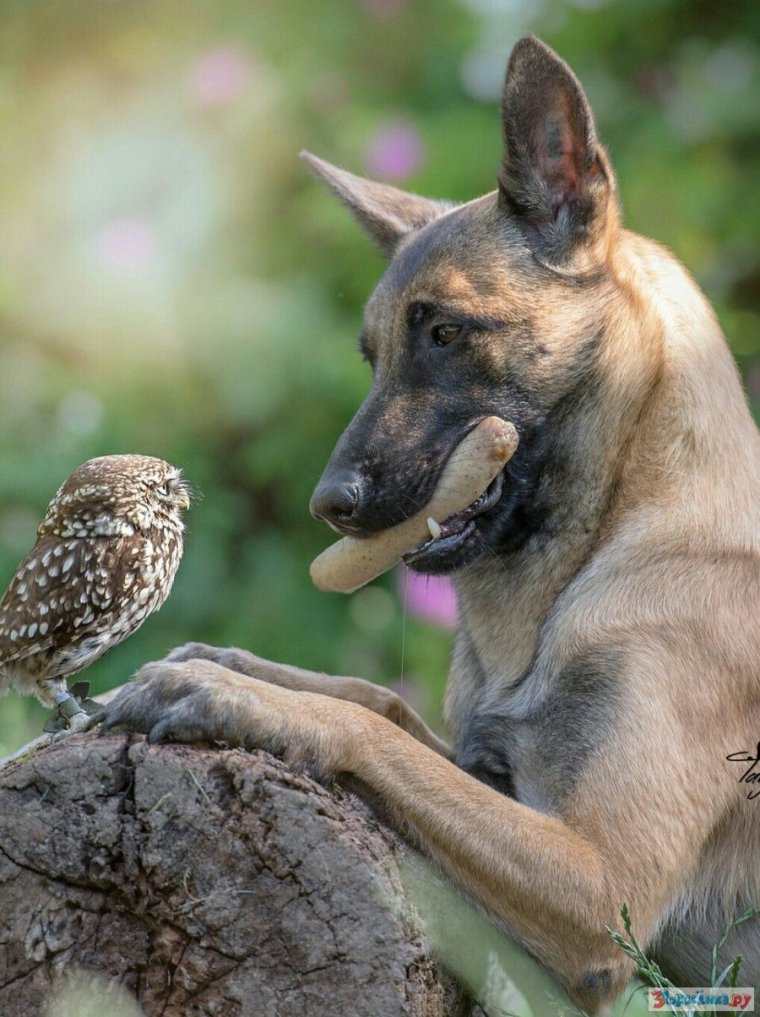 Бельгийская малинуа злится
