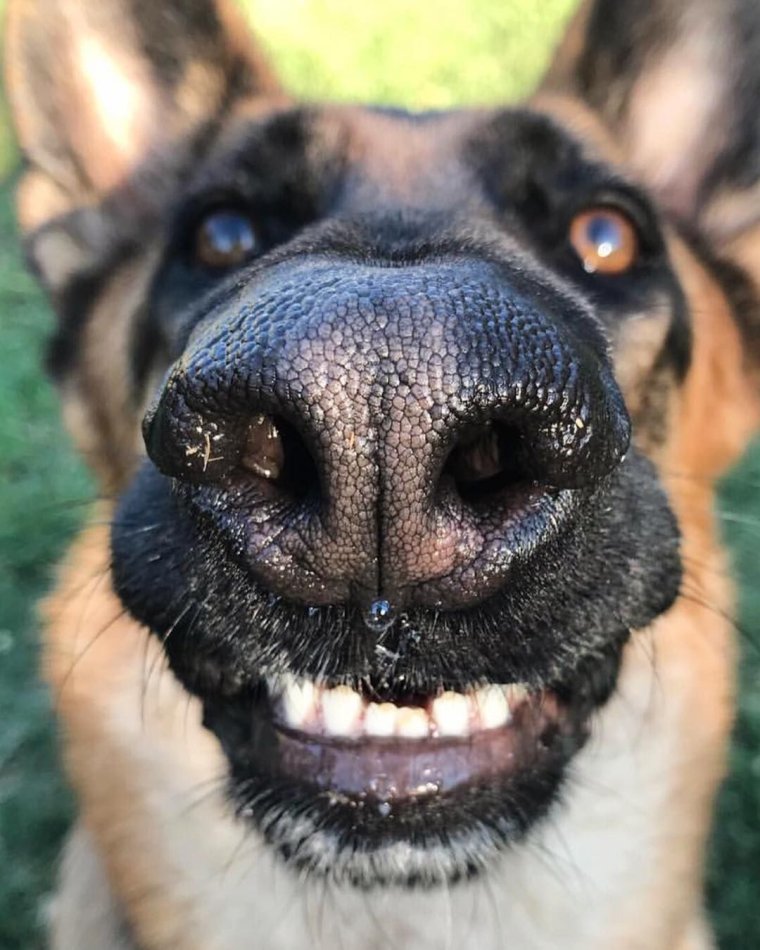 Собачий нос