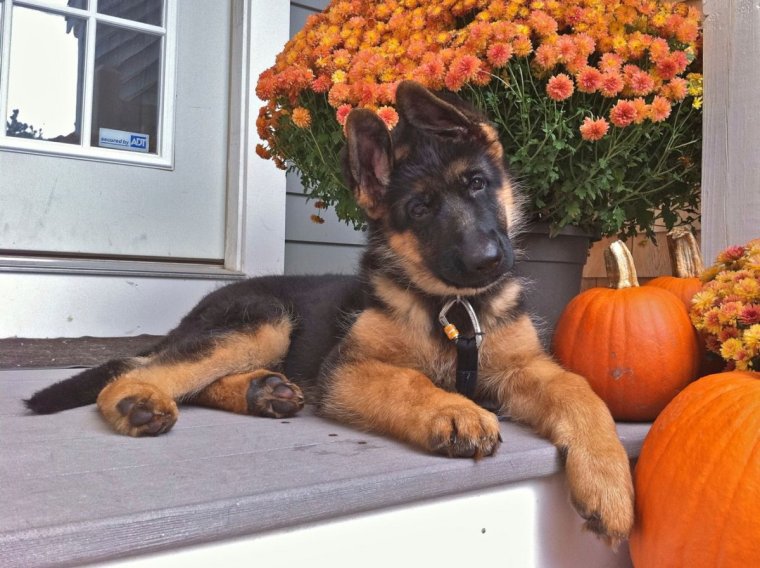 Немецкая овчарка милая